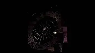 Spider at Work 🕸️🕷️