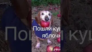 Пошли кушать яблочки