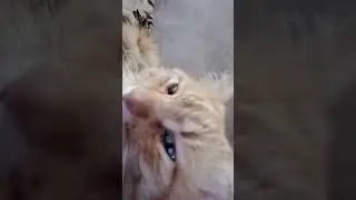 Спит🐱🐱🐱💓💓💓⭐⭐💖