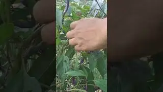 Buena mulata pepper #harvesting  #lyzagarden #newhobby #shorts