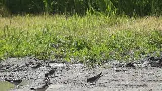 Delichon urbica. house martin.ластівка міська.воронок,  городская ласточка.