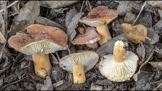 Funghi | Il lattario 