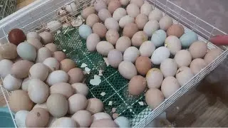 Инкубация закончена!!! Подводим итоги. Дела домашние.
