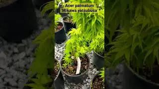 Green dwarf Japanese Maples are my favorite! Acer palmatum ‘Mikawa yatsubusa’ 