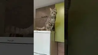 Кот оценивает ремонт 
