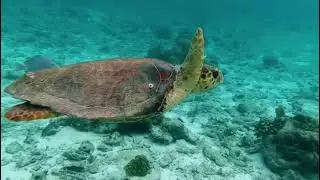 La madre Tierra