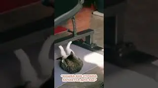 соло поднятие уровней кошки 