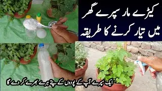 Organic Pesticides Spray For Pests & Bugs | Kitchen Gardening | Pesticides For Plant