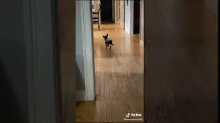 Funny Dog 37 #shorts