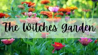 The Witches Garden || Magical Plants