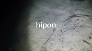 night spearfishing