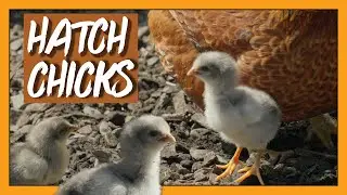 How To Hatch Chicks With A Broody Hen