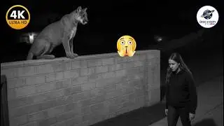 TOP 100 MOST BRUTAL WILD ANIMAL ATTACKS CAUGHT ON CAMERA 2025