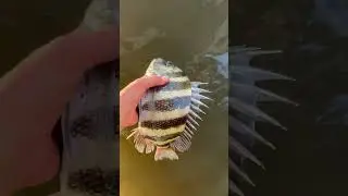 Nice sheepshead release #shorts #viral #sheepshead