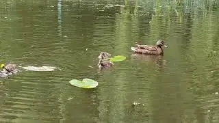 Семья уток на озере.
