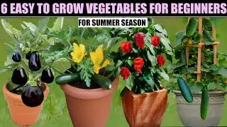 Easiest Vegetables For Summer Season | Seed To Harvest