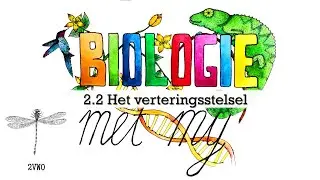 2VG - 2.2 Het verteringsstelsel