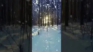 Зима 2020. Сосновый Бор