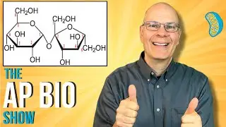 Essential Carbohydrates and Lipids Concepts for AP Bio Mastery