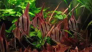 Pterophyllum Altum Rio Orinoco red by Simon Forkel