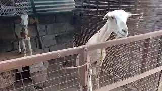 Sarap ng Buhay sa probinsiya alaga ng Kambing