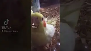birbs be growing up so fast :3
