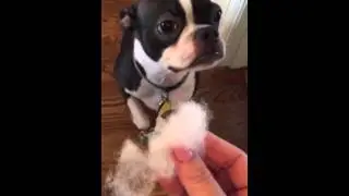 Boston Terrier Ashamed Dog Kills Her Lovie