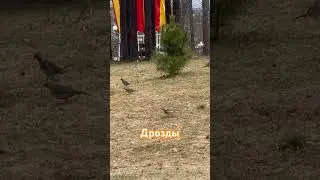 Дрозды #birds #птицы#Россия #nature #весна