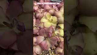 Pinguicula x “Queen Cthulhu”