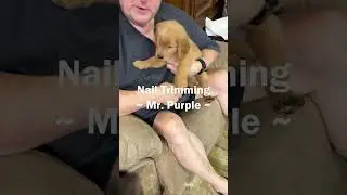 Nail Trimming - Mr. Purple