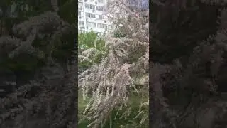 Загадка природы!