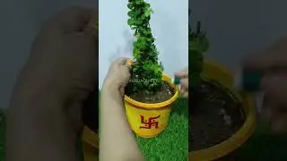 Ganpati Jade Topiary/Jade/Topiary #ganesh #ganpati #ganpatidecoration #topiary #hildacrafty #bappa
