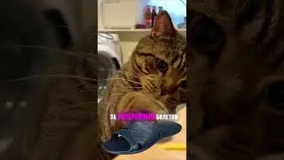 Если вам приснился кот срочно бегите за лотерейным билетом