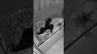 Petcube sees everything as these 1,5-month old Yorkie Puppies play at night
