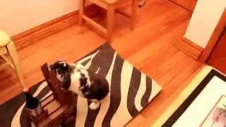 Топ приколы 2015. Мужик научил кролика приносить пиво! Rabbit brings beer.