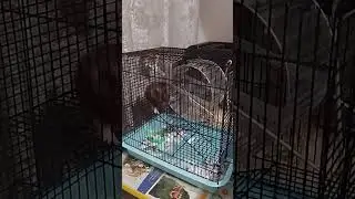 Неправильный хомяк # The wrong hamster # hamster Milka