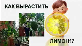 How to grow a lemon at home? 🍋 My Meyer LEMON🍋