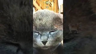 🐱🐱🐺👦❤️🐱 PRO 707