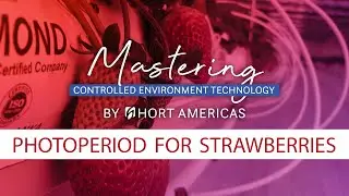Mastering The Importance of Photoperiod in CEA Strawberry Production