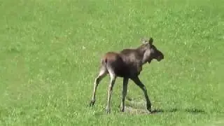 Elgen ved Li i Helgådalen