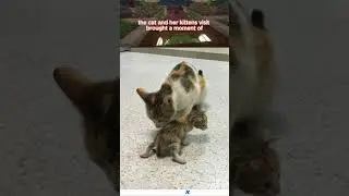 A Momma Cat Took Her Sick Kitten To Hospital #istanbul #catlover