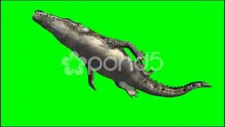 Crocodile Swims - Isolated Animal Green Screen