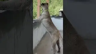 Çavuş oğlu cellat 5ci ayında🧿