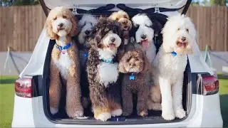 2020 Mercedes GLB commercial - Dog Park