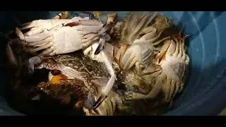 fresh crabs,masarap mamili kapag umaga pa lang