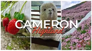 Aktiviti Menarik di Cameron Highland, Malaysia | Alpaca Comei