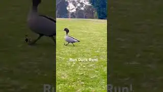 Run ,run duck run!#Australian (Maned) Wood Duck#Chenonetta jubata#duck#woodduck