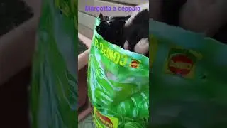 Margotta a ceppaia su Alloro....con bottiglia in plastica ...riciclata 🤠🤠