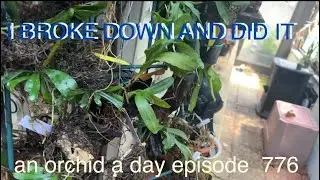 An orchid a day episode 776