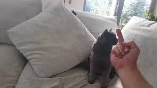 кот Валера не любит когда ему показывают фак))